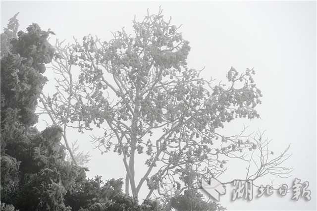 湖北來鳳：雪後冰淩 如銀花怒放