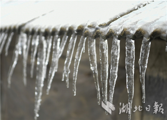 湖北來鳳：雪後冰淩 如銀花怒放