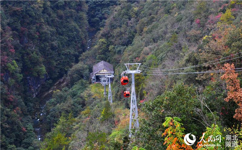 湖北保康：九路寨紅葉醉金秋