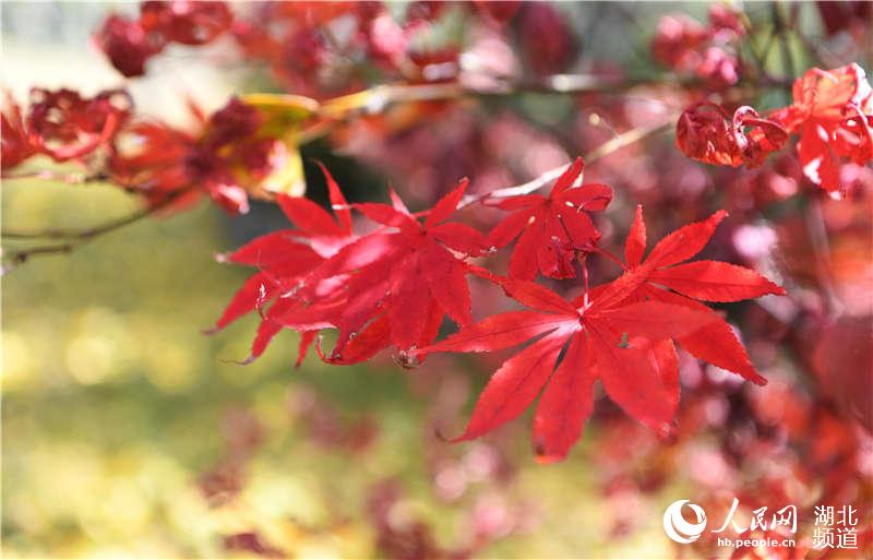 湖北保康：九路寨紅葉醉金秋