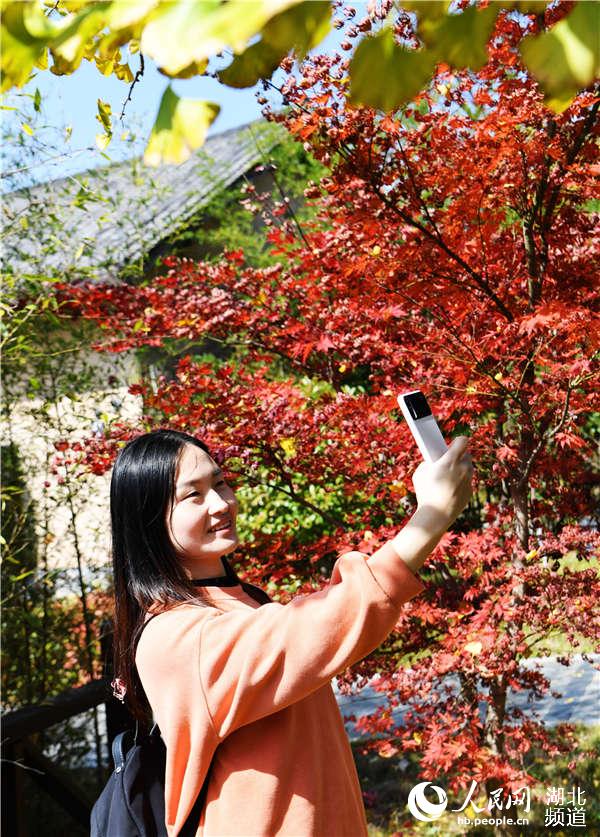 湖北保康：九路寨紅葉醉金秋