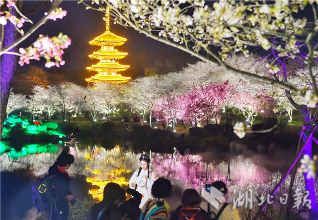 太美了！東湖夜櫻如夢似幻