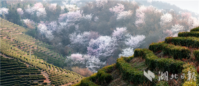 大悟山櫻 燦若雲霞