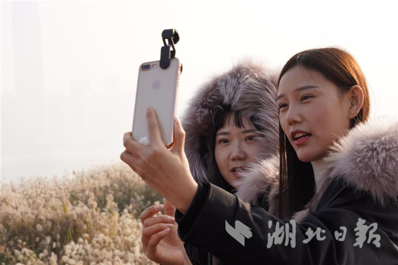 漢口江灘舉辦蘆花節