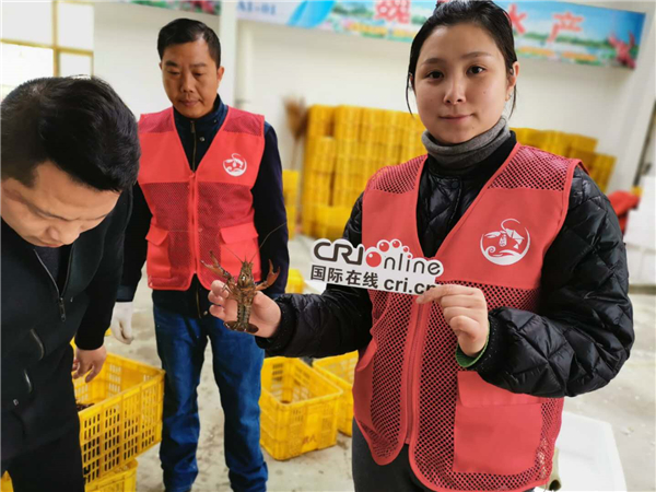 【湖北】【CRI原創】“潛江龍蝦  世界共享” 2019潛江龍蝦拉網開捕