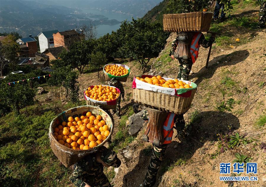 湖北秭歸臍橙豐收上市