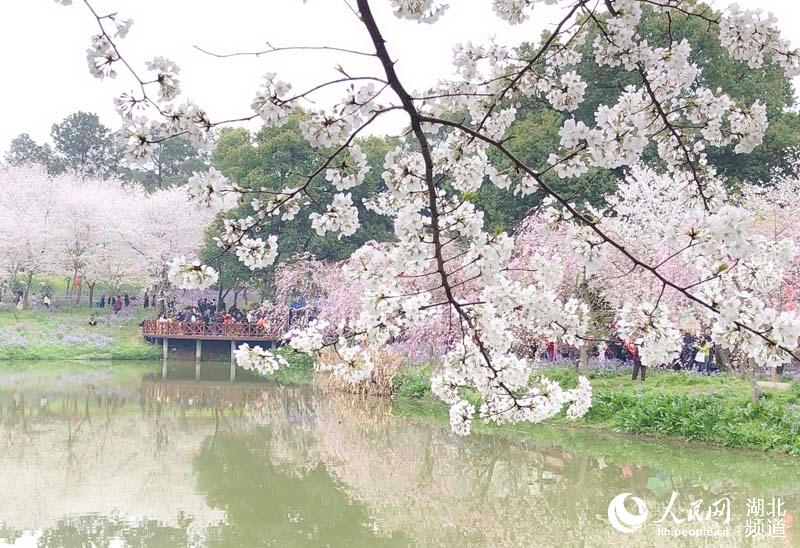 湖北武漢：萬名遊客週末紛至遝來賞櫻花