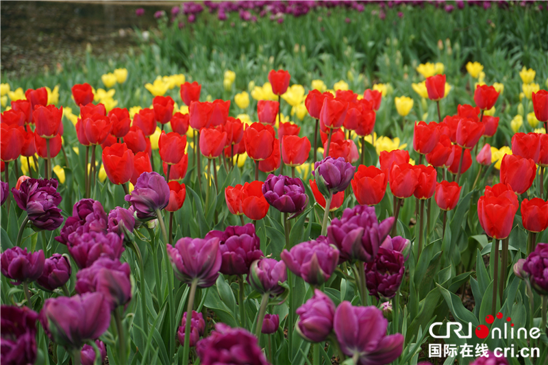 【湖北】【CRI原創】武漢植物園鬱金香花開正艷