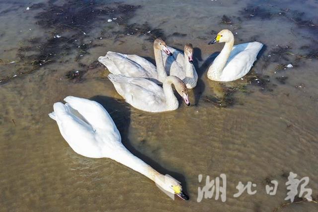 斧頭湖上天鵝舞