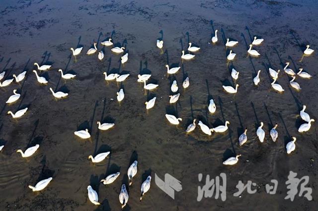 斧頭湖上天鵝舞