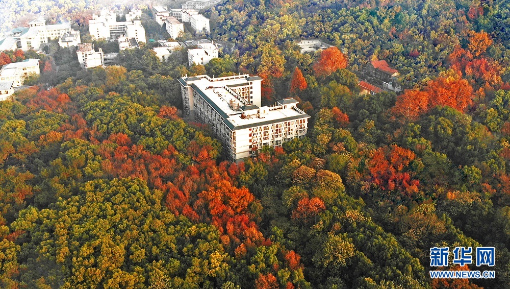 航拍初冬武漢大學 各色樹木與校園古建相映成景
