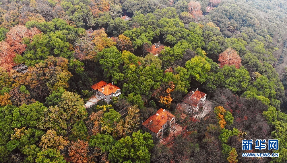 航拍初冬武漢大學 各色樹木與校園古建相映成景