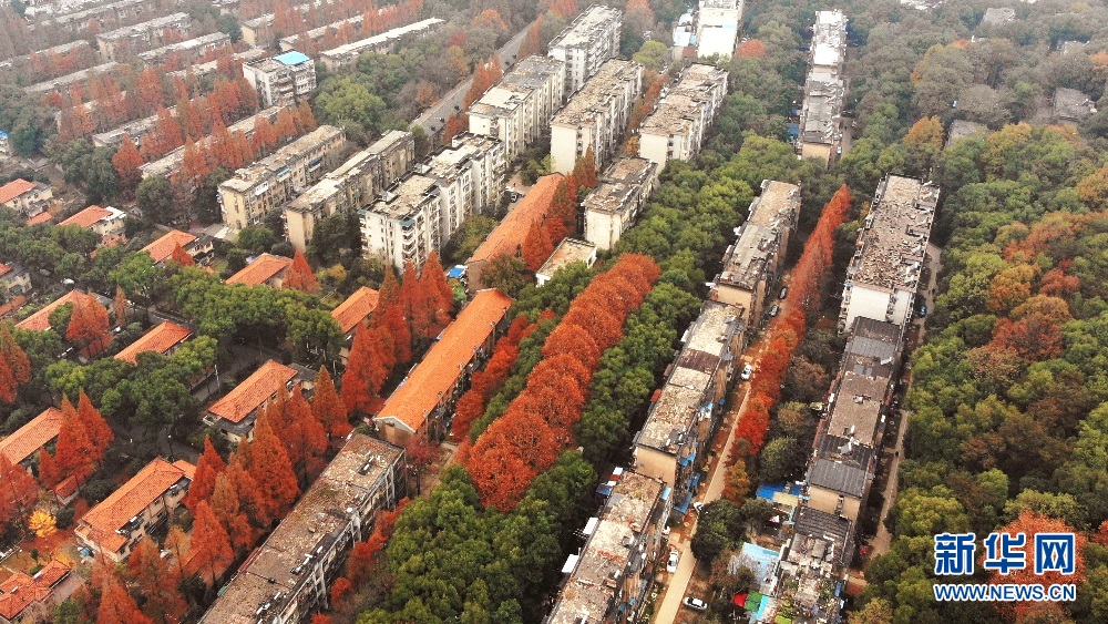 航拍初冬武漢大學 各色樹木與校園古建相映成景