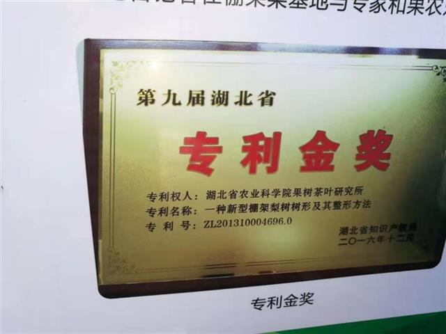 像種葡萄一樣種梨！天門計劃發展1000畝“棚架梨”