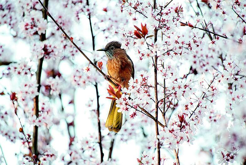 春漾大江