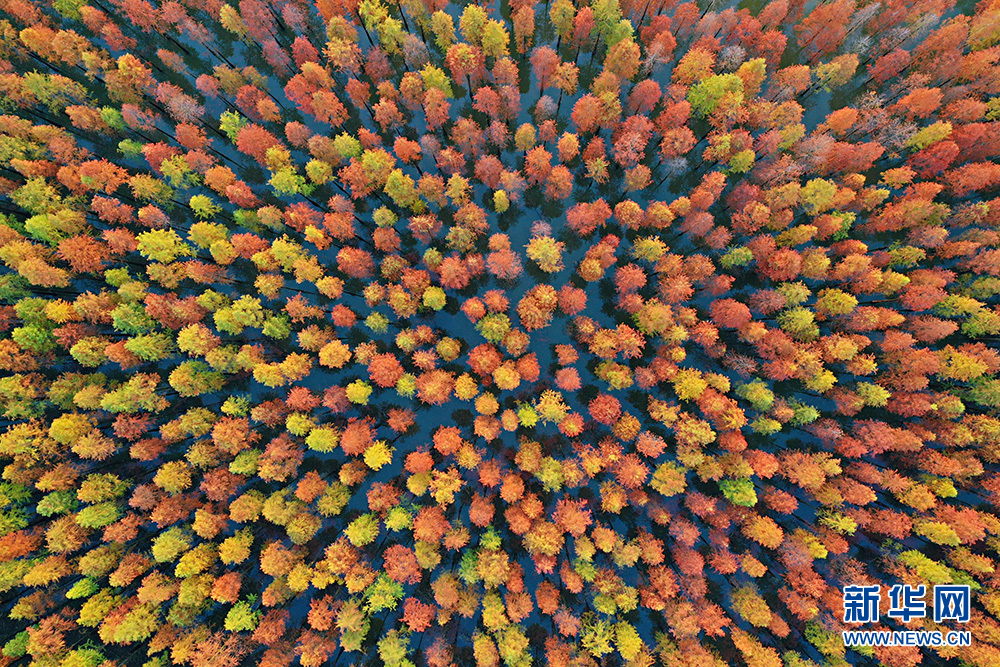 荊門紅杉林：美若油畫 燦如雲霞