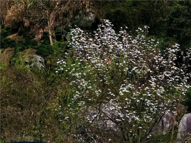 【湖北】【客戶稿】麻城龜峰山景區百花迎春（組圖）