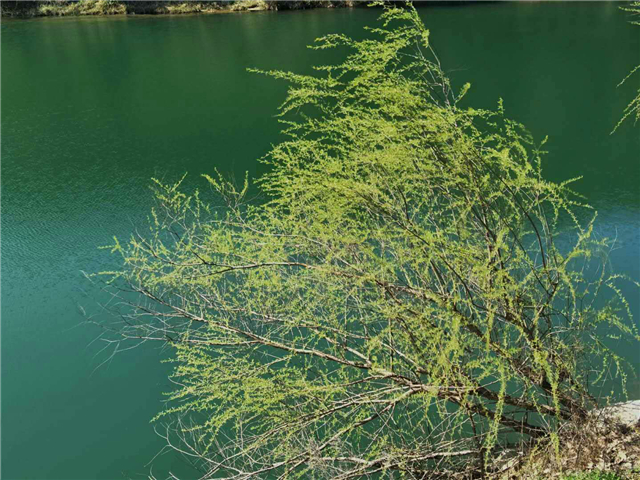 【湖北】【客戶稿】麻城龜峰山景區百花迎春（組圖）