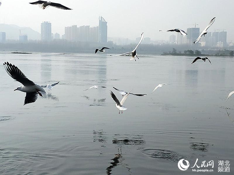 冬日暖陽 丹江口江鷗翩飛成美景