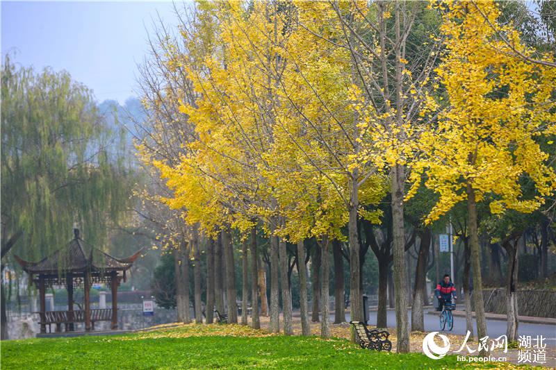 湖北襄陽：多彩冬日校園 絢爛景色如畫
