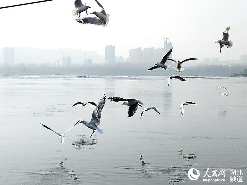 冬日暖陽 丹江口江鷗翩飛成美景