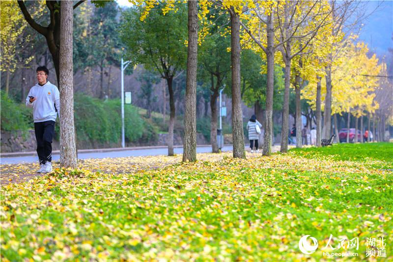 湖北襄陽：多彩冬日校園 絢爛景色如畫