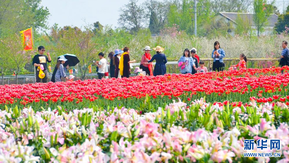 花海春天美 鄉村旅遊熱