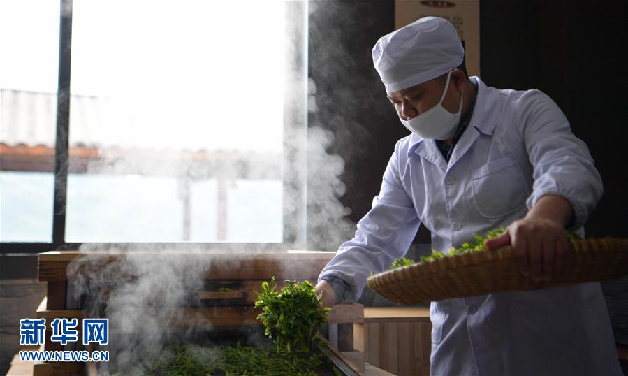湖北：手工恩施玉露煥活力