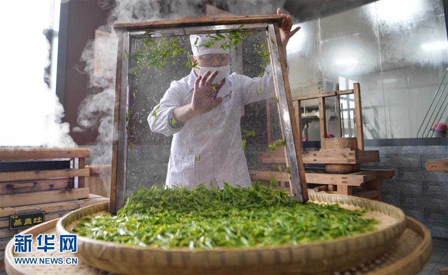 湖北：手工恩施玉露煥活力