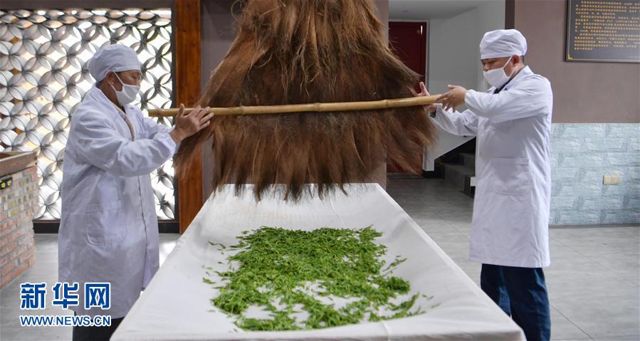 湖北：手工恩施玉露煥活力
