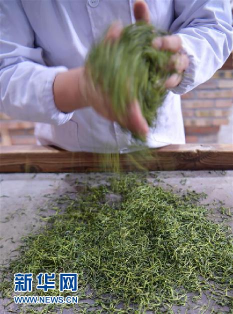 湖北：手工恩施玉露煥活力