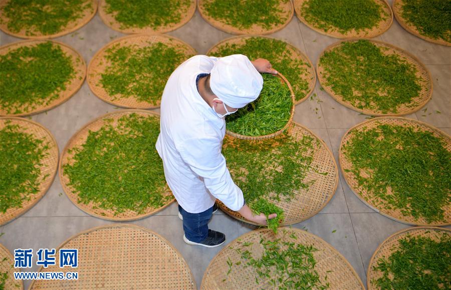 湖北：手工恩施玉露煥活力
