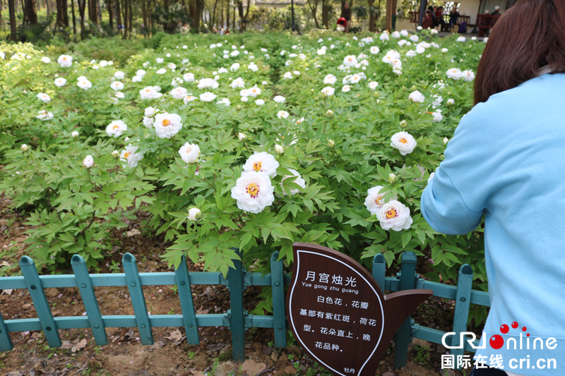【湖北】【CRI原創】最美人間四月天 東湖牡丹綻芬芳（組圖）