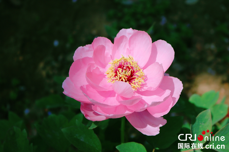 【湖北】【CRI原創】最美人間四月天 東湖牡丹綻芬芳（組圖）