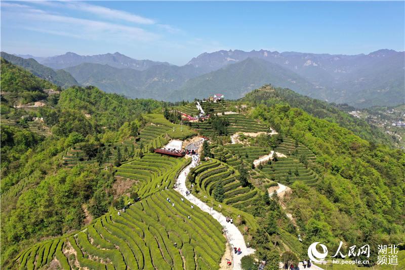 湖北夷陵：茶旅融合“闖”出新門路