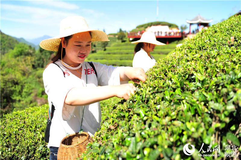 湖北夷陵：茶旅融合“闖”出新門路