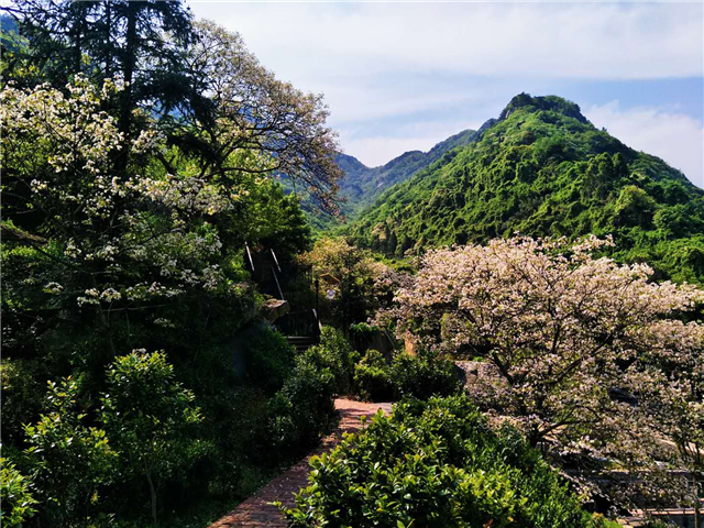 【湖北】【客戶稿件】湖北麻城龜峰山萬畝桐花盛開迎賓