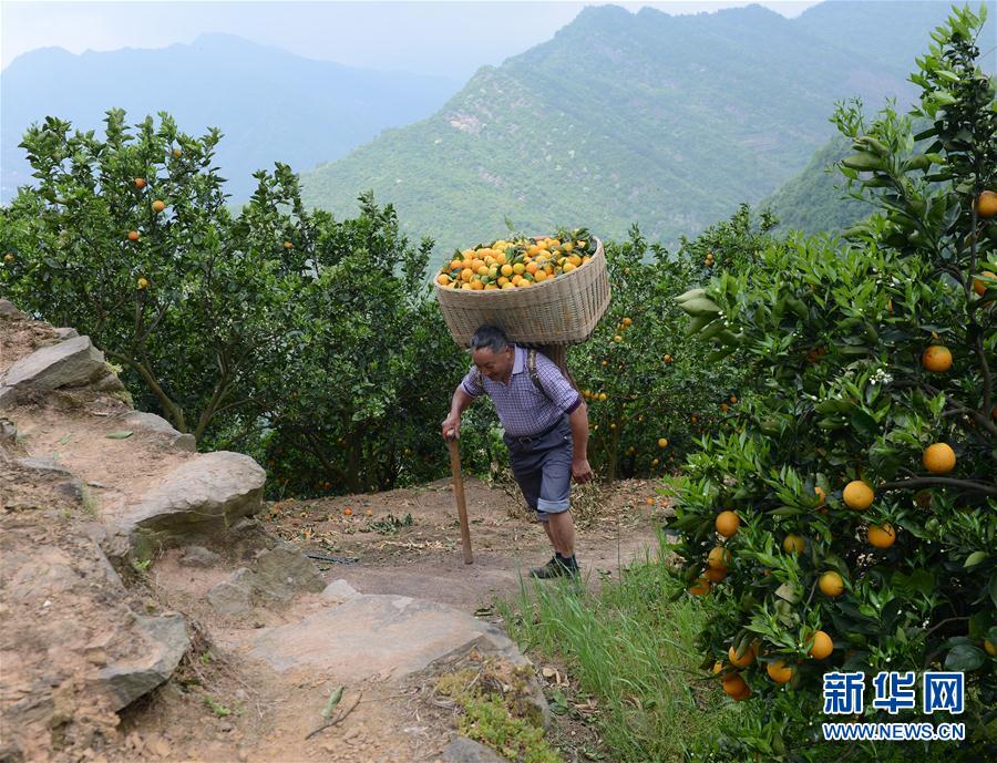 湖北秭歸夏橙成熟上市