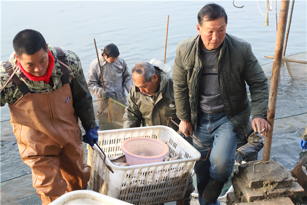 【B】湖北沙洋：大汛之後漁民喜獲豐收_fororder_圖片2