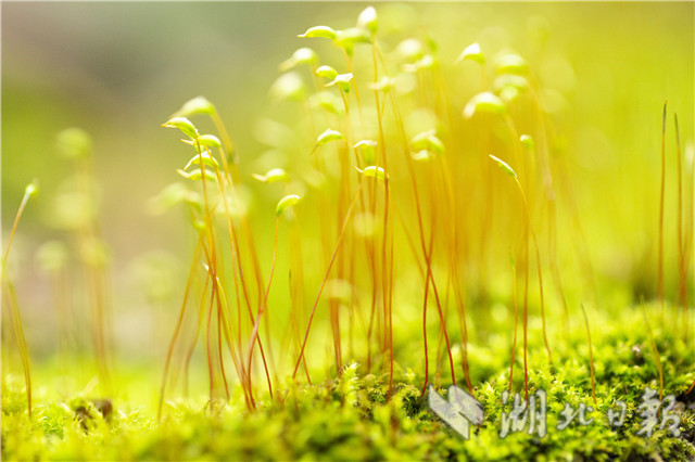 湖北秭歸：春天裏舞“芭蕾”