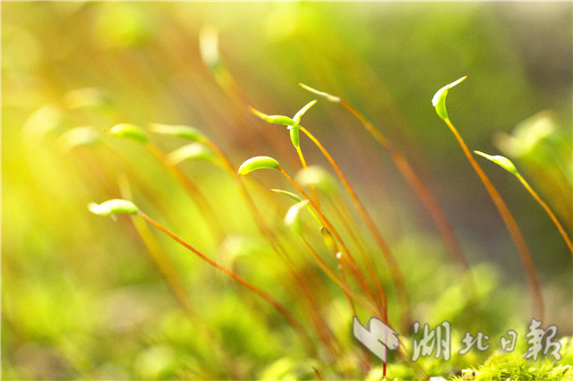 湖北秭歸：春天裏舞“芭蕾”