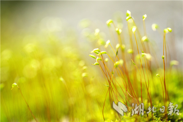湖北秭歸：春天裏舞“芭蕾”