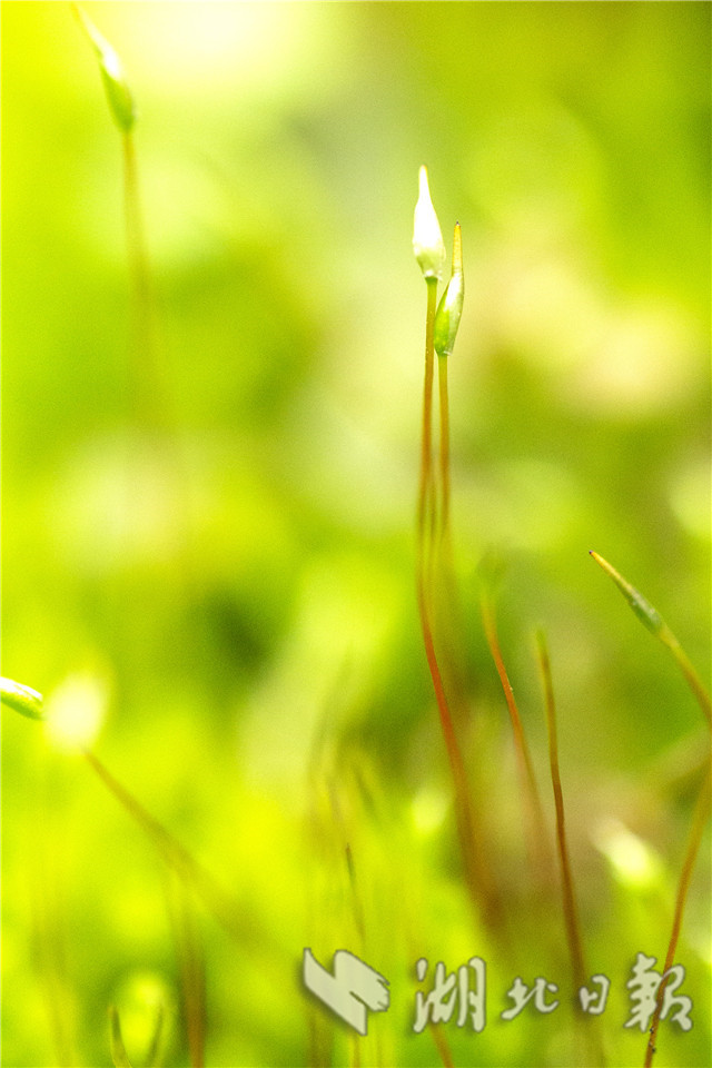 湖北秭歸：春天裏舞“芭蕾”
