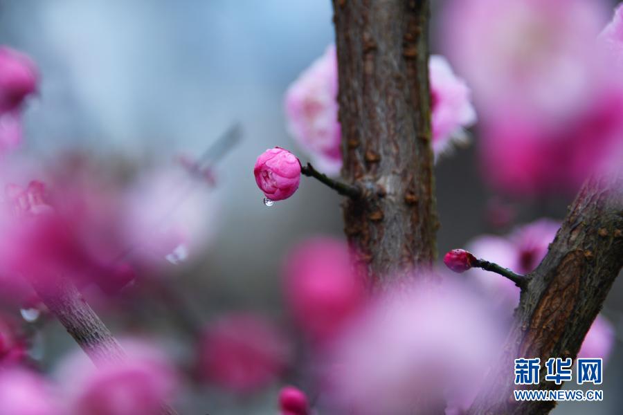 湖北恩施：雨潤花紅