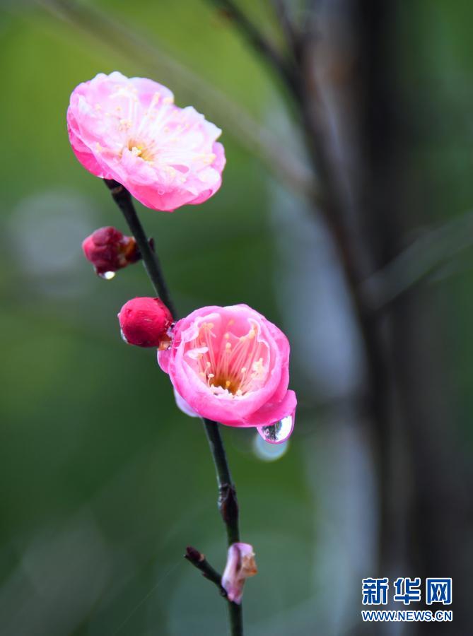 湖北恩施：雨潤花紅