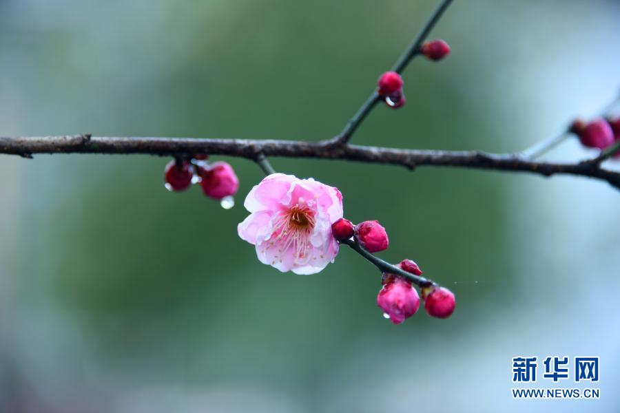 湖北恩施：雨潤花紅