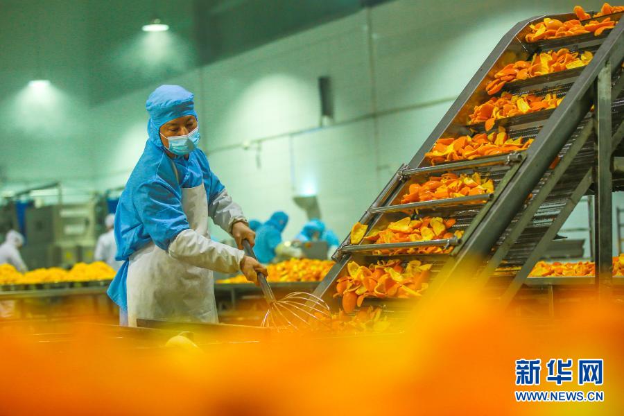 湖北秭歸：臍橙深加工助農增收