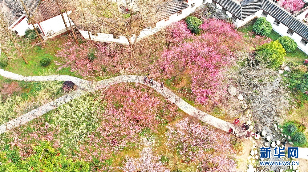 武漢東湖：梅開春意濃