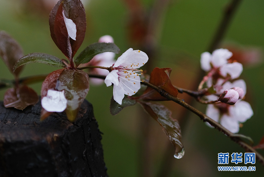 春雨潤花枝 嬌艷更欲滴