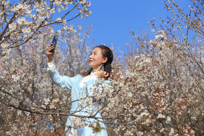 湖北襄陽：櫻桃花開春意濃